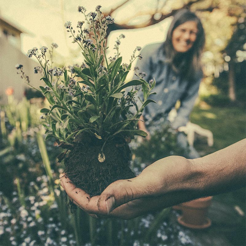 In a therapeutic garden, participants enhance their